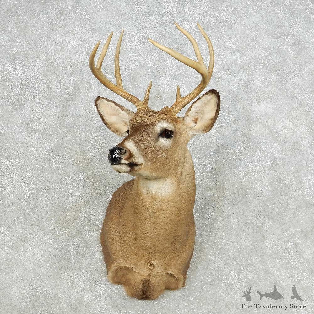 Whitetail Deer Taxidermy Shoulder Mount For Sale #14128 @ The Taxidermy Store