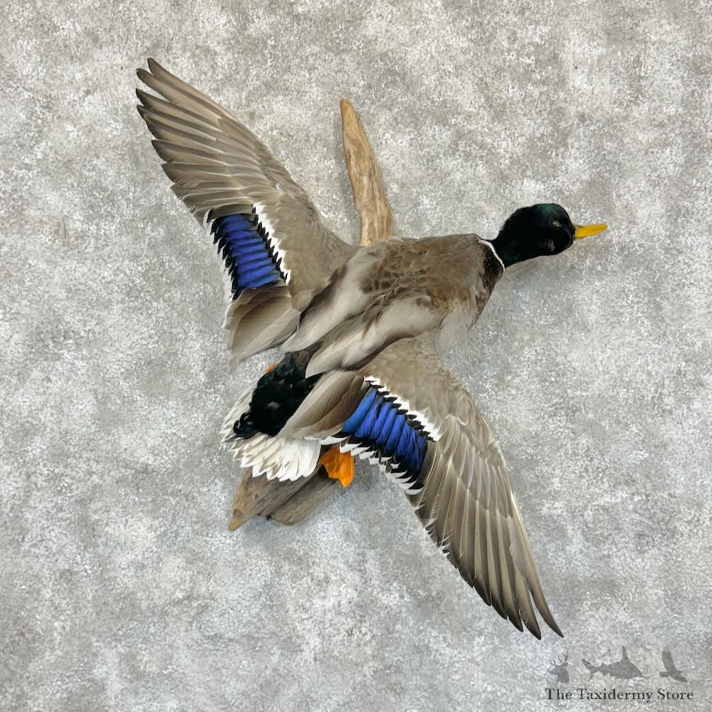 Mallard Duck Drake Mount For Sale #29132 @ The Taxidermy Store