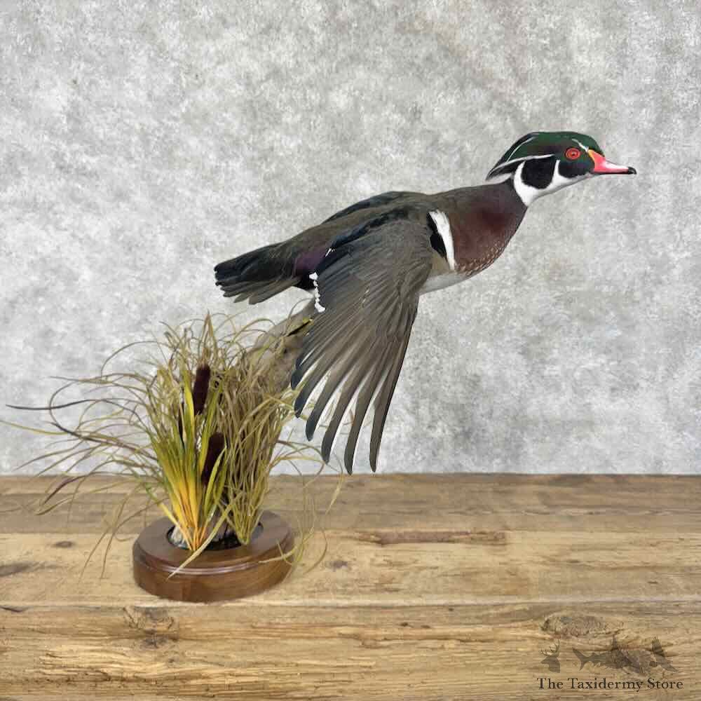 Wood Duck Bird Mount For Sale #31624 @ The Taxidermy Store