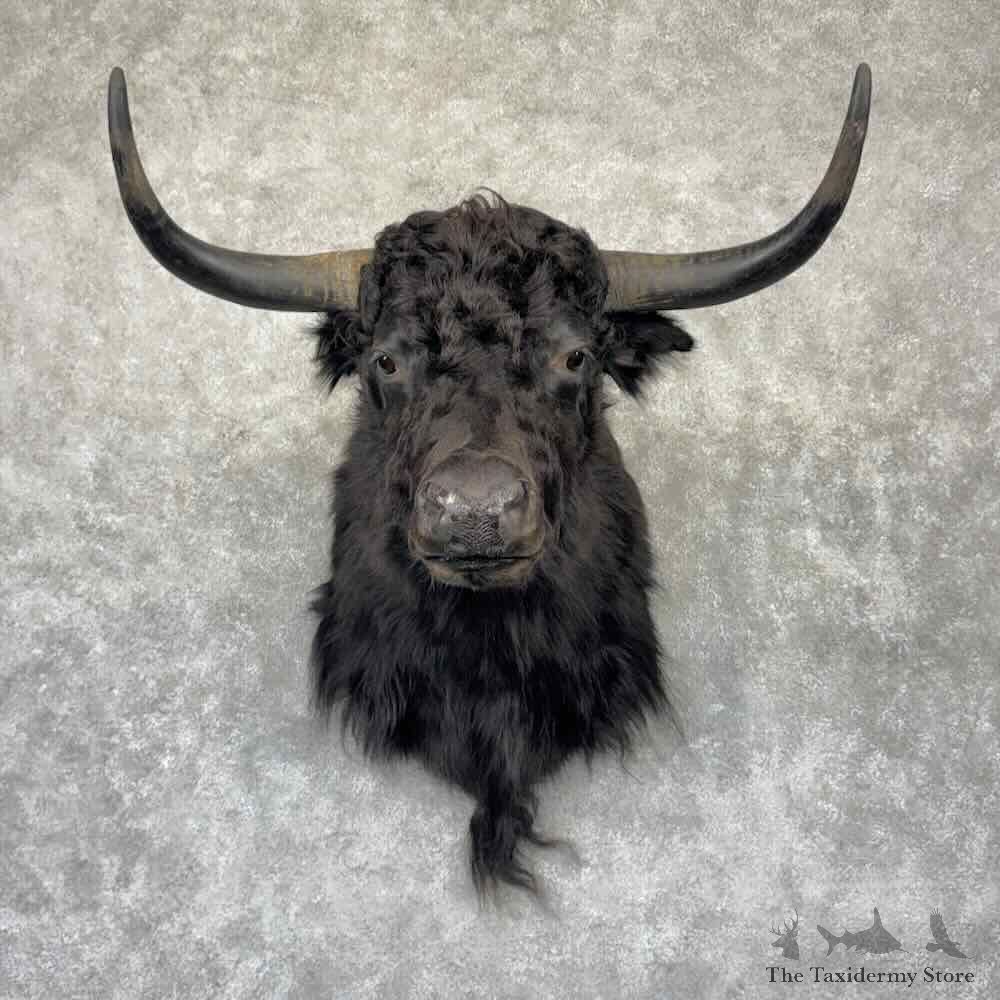 Yak Shoulder Mount For Sale #32347 @ The Taxidermy Store