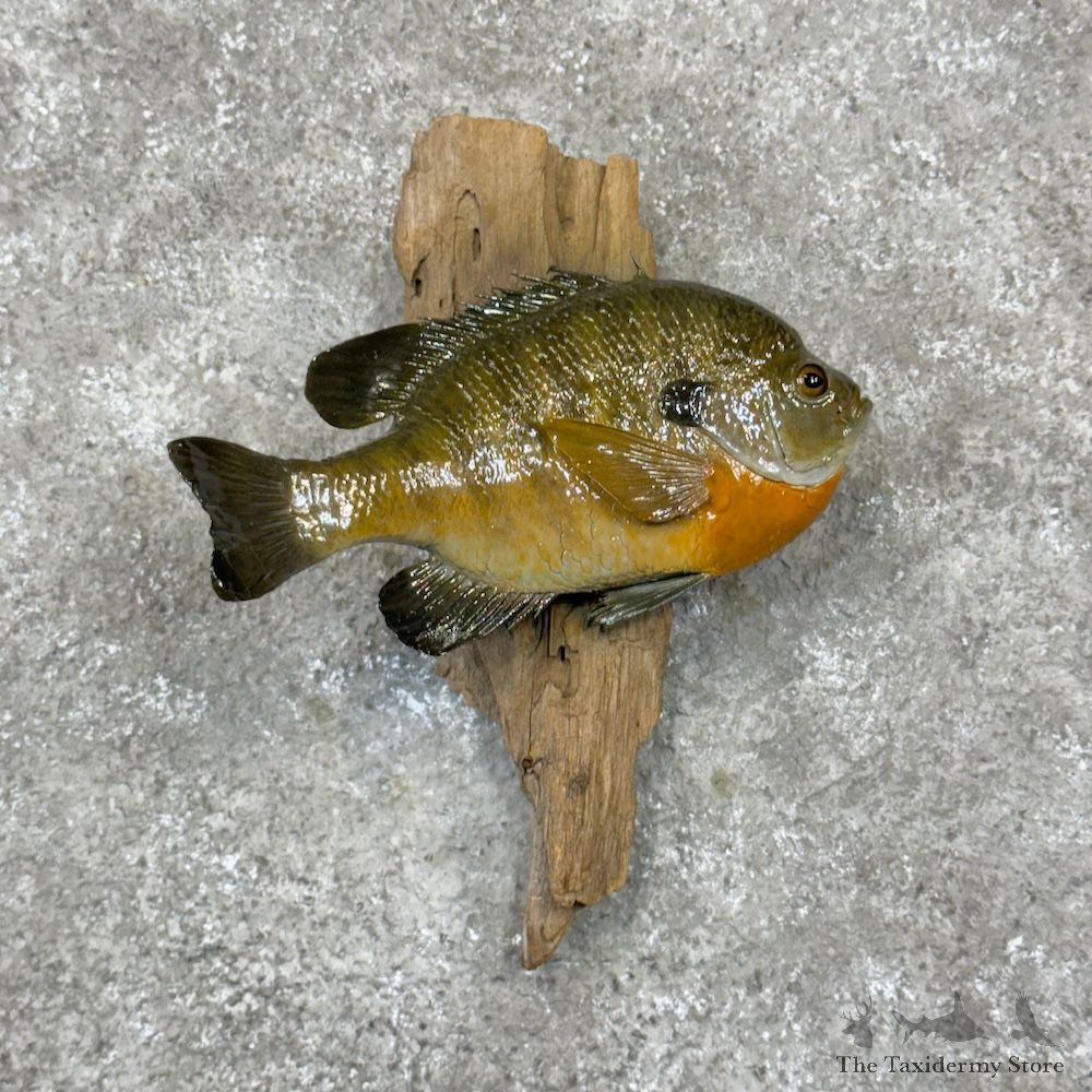 Bluegill Fish Mount For Sale #29817 @ The Taxidermy Store