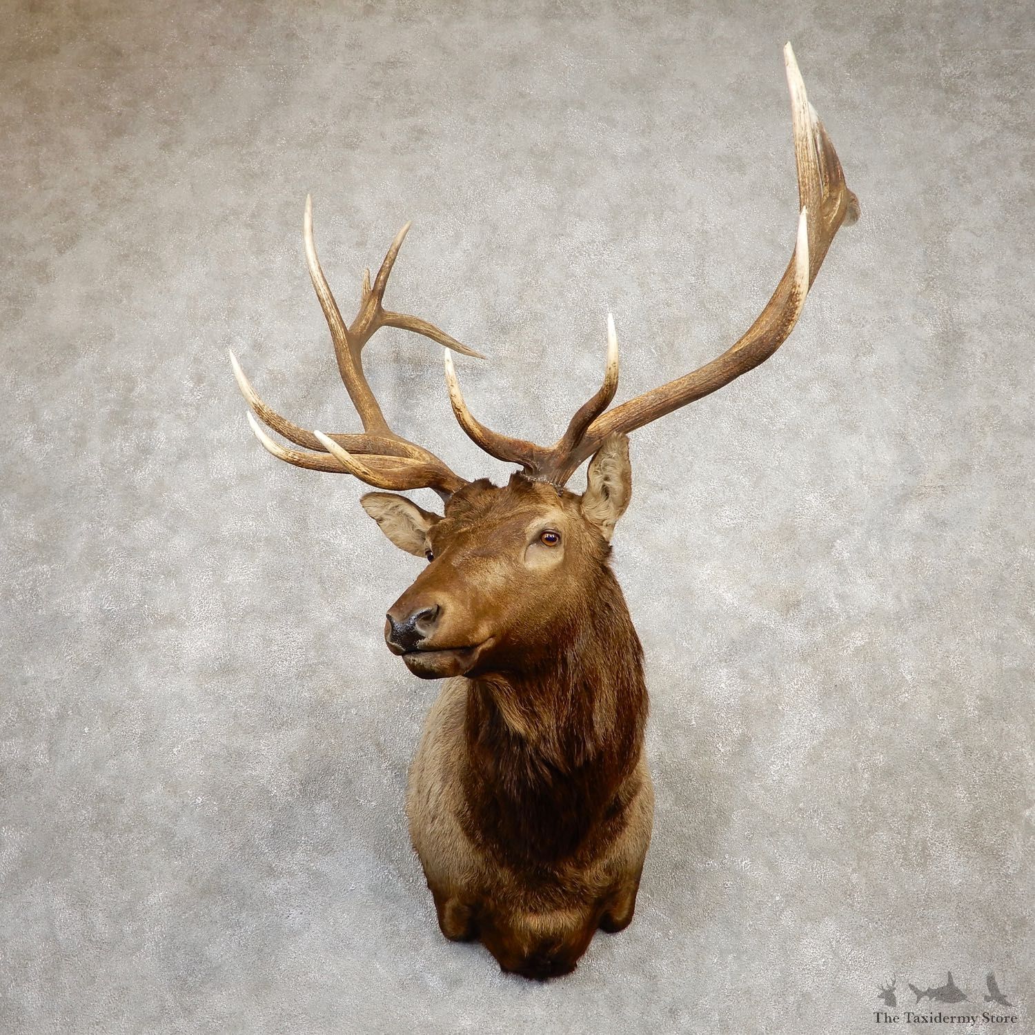 Rocky Mountain Elk Shoulder Mount For Sale #19934 @ The Taxidermy Store