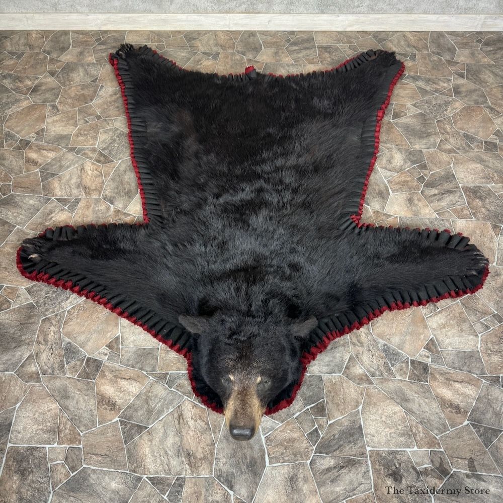 Black Bear Full-Size Rug For Sale #29305 @ The Taxidermy Store