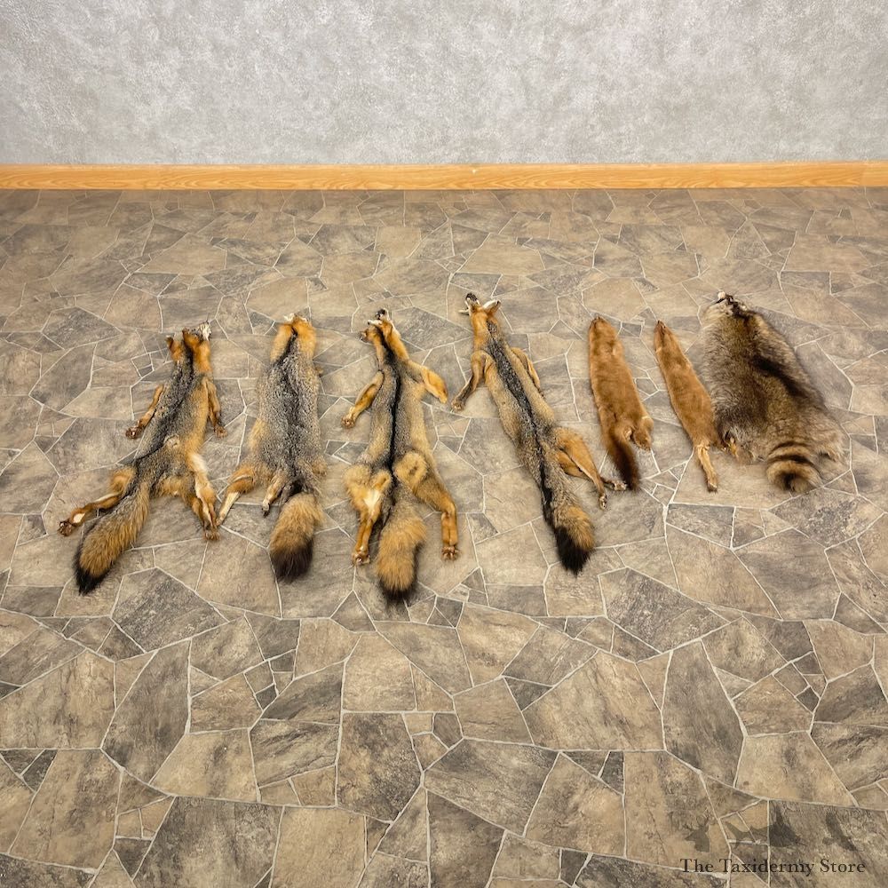 7-Pack Shop Special Hides For Sale #27054 @ The Taxidermy Store