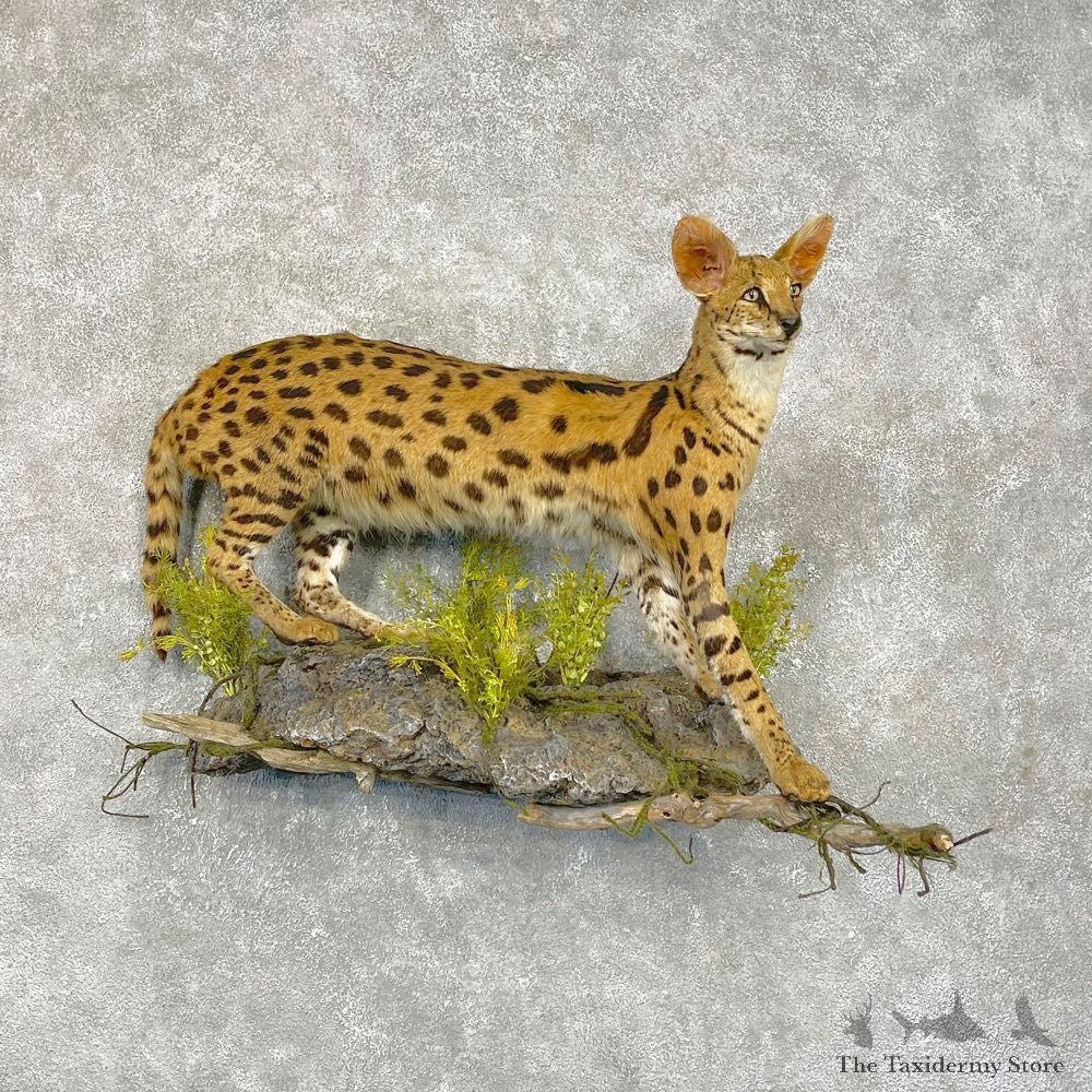 African Serval Life-Size Mount For Sale #24852 @ The Taxidermy Store