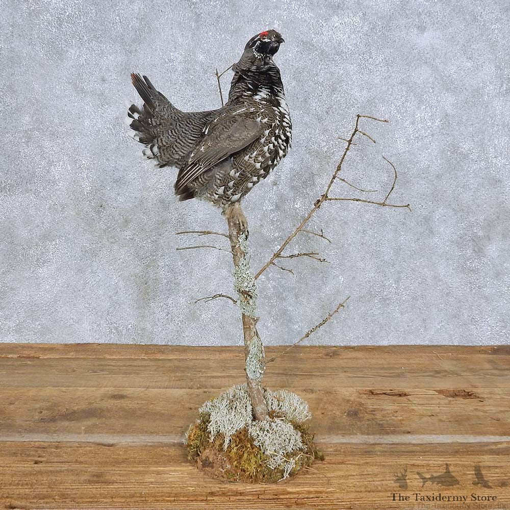 Spruce Grouse Hen Mount For Sale #14698 @ The Taxidermy Store