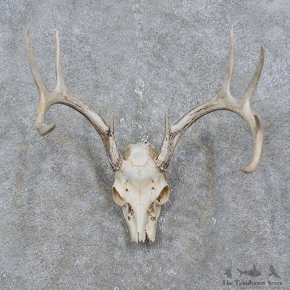 Whitetail Deer Skull Antler Mount For Sale #15767 @ The Taxidermy Store