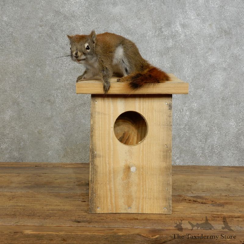 Red Squirrel & Birdhouse Mount For Sale #17199 @ The Taxidermy Store