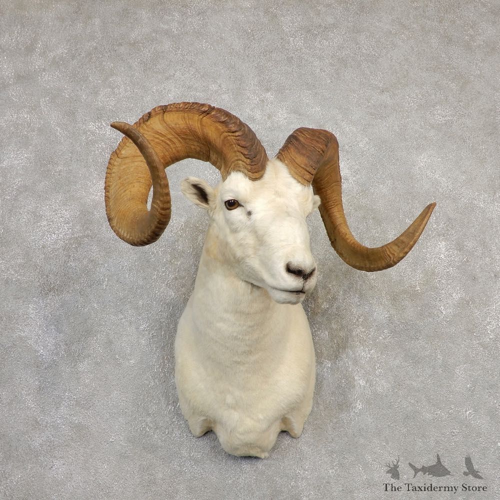 Dall Sheep Shoulder Mount For Sale #20334 @ The Taxidermy Store