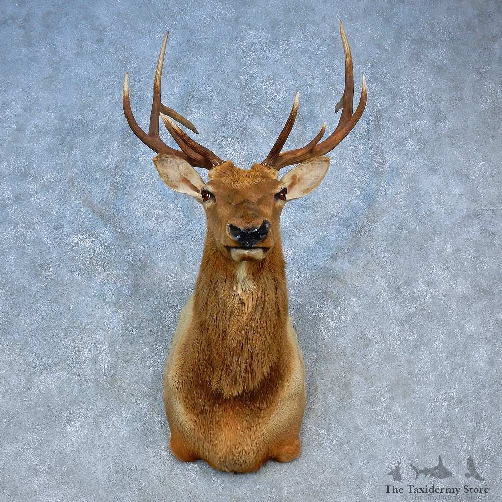 Rocky Mountain Elk Shoulder Mount For Sale #15510 @ The Taxidermy Store