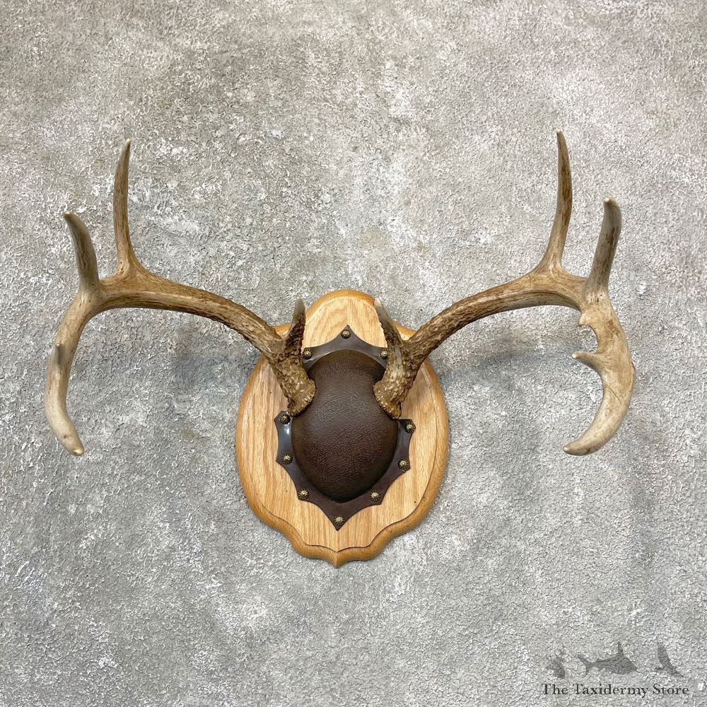 Whitetail Deer Antler Plaque Mount For Sale #24737 @ The Taxidermy Store
