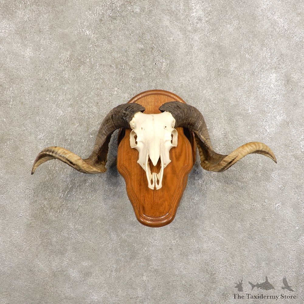 Corsican Ram Skull European Mount For Sale #21480 @ The Taxidermy Store