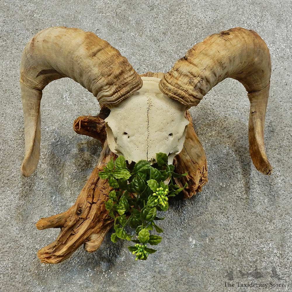 Corsican Ram Skull European Mount For Sale #16007 @ The Taxidermy Store