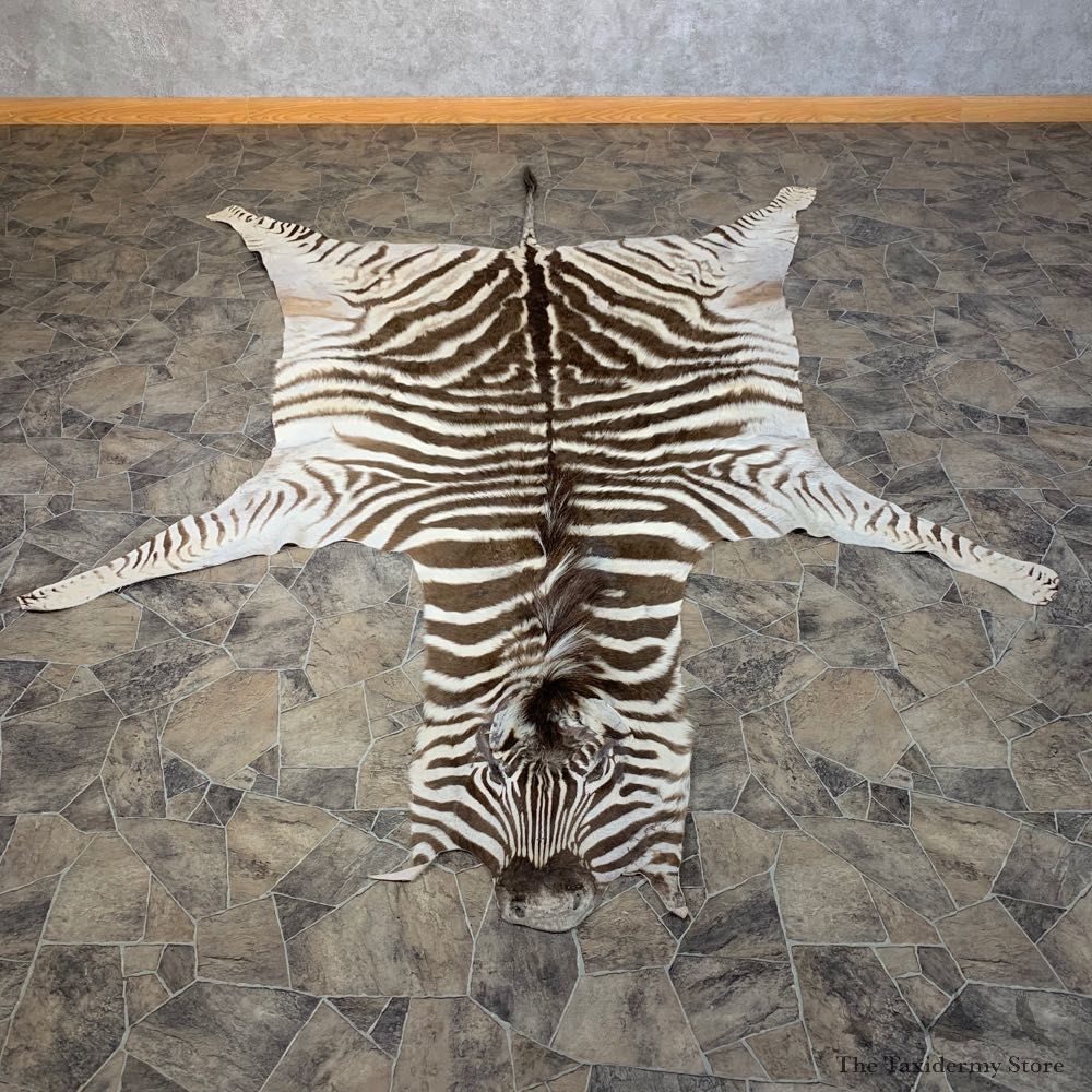 African Zebra Full-Size Taxidermy Rug For Sale #22115 @ The Taxidermy Store