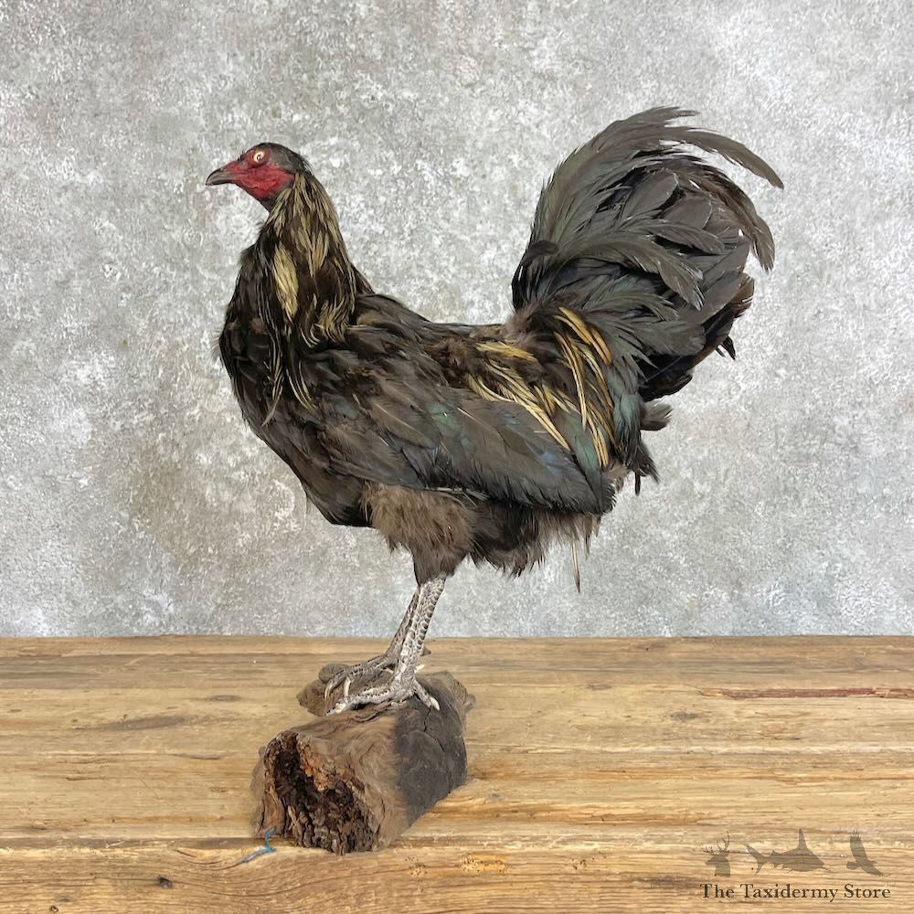 Domestic Chicken Bird Mount For Sale #28029 @ The Taxidermy Store