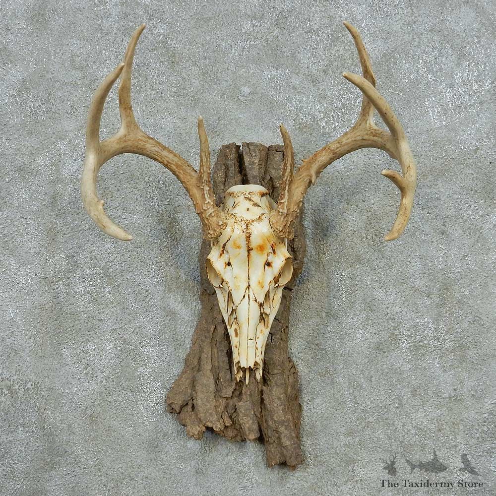 Whitetail Skull Antler European Mount #13597 For Sale @ The Taxidermy Store