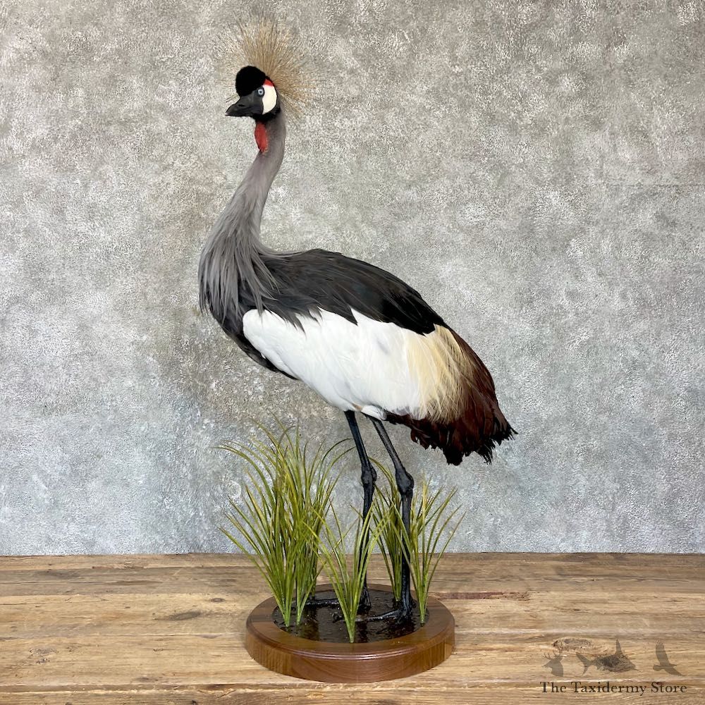 Grey-Crowned Crane Bird Mount For Sale #26342 @ The Taxidermy Store