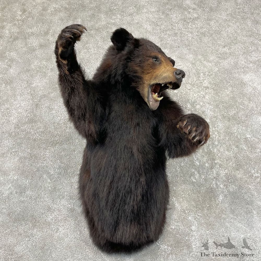 Black Bear 1/2-Life-Size Mount For Sale #26796 @ The Taxidermy Store