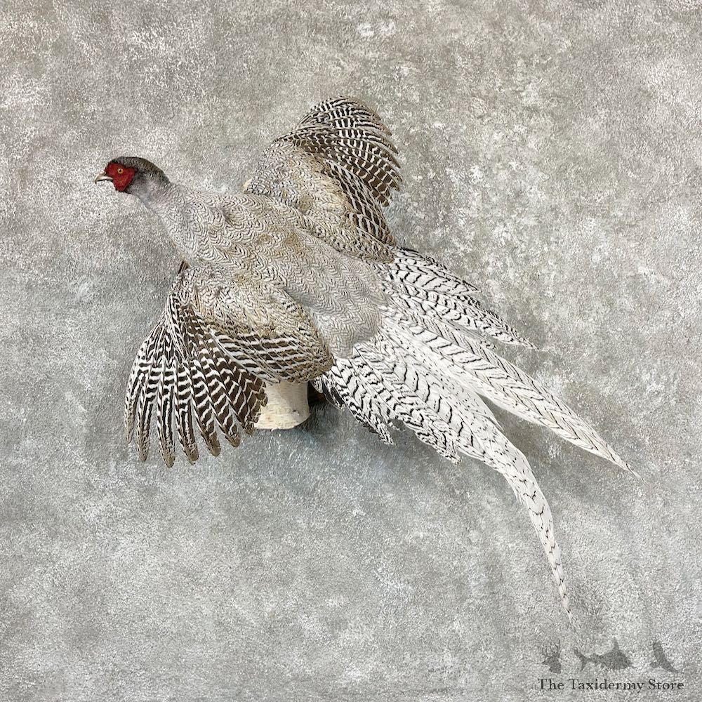 Silver/Ringneck Cross Pheasant Life-Size Mount For Sale #26510 @ The Taxidermy Store