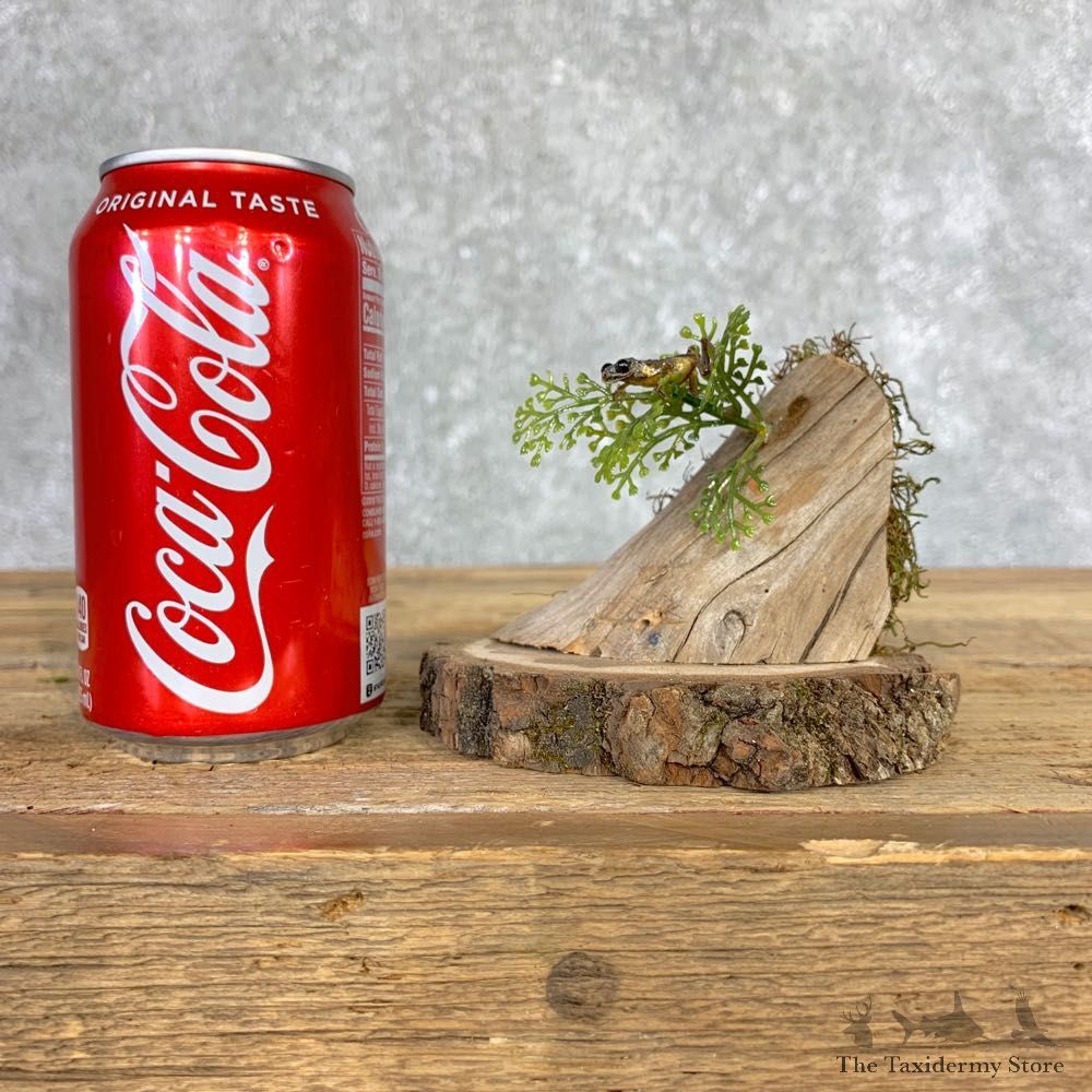 Spring Peeper Taxidermy Mount For Sale #21407 @ The Taxidermy Store
