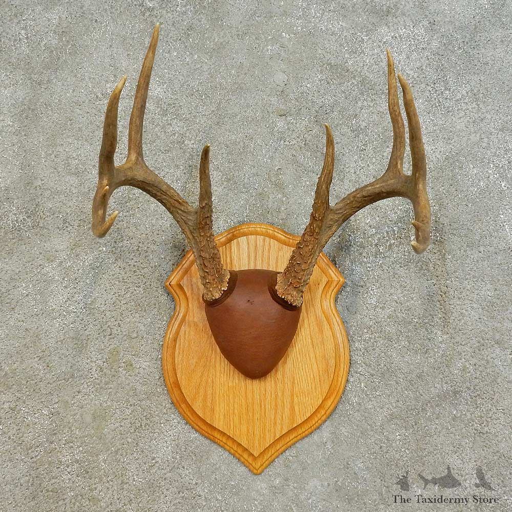 Whitetail Deer Antler Plaque Mount For Sale #16472 @ The Taxidermy Store