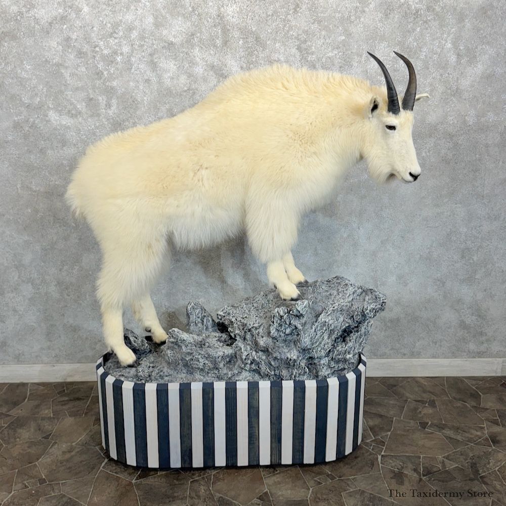 Mountain Goat Life-Size Mount For Sale #29956 @ The Taxidermy Store