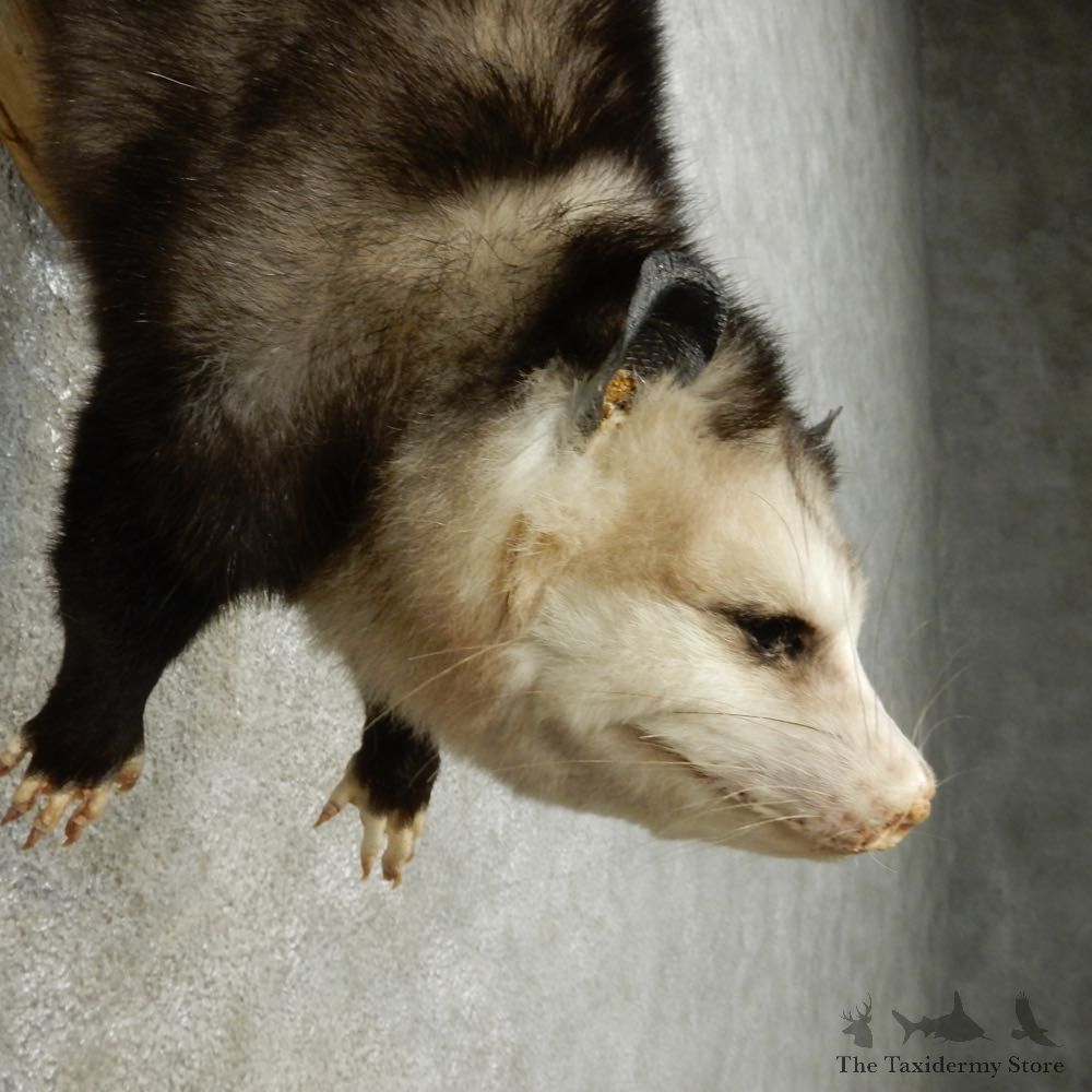 Hanging Opossum Mount For Sale #14906 @ The Taxidermy Store
