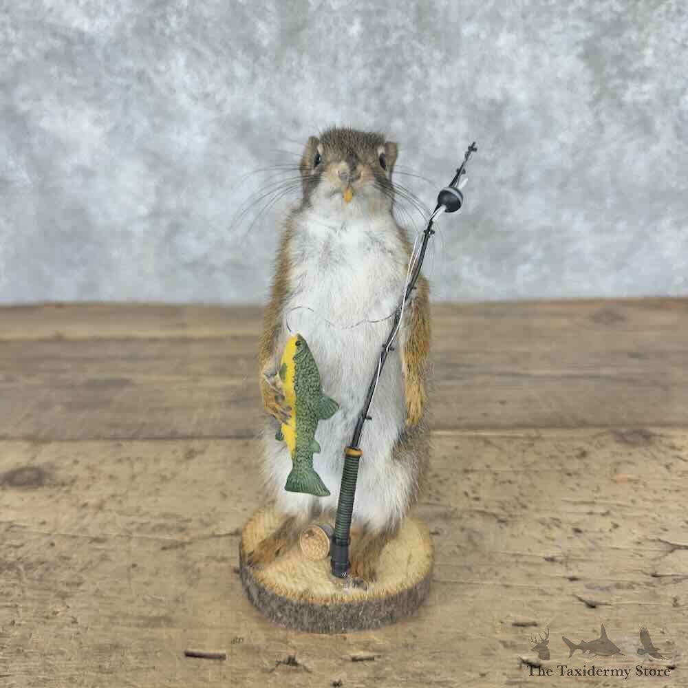 Fishing Red Squirrel Novelty Mount For Sale #31583 @ The Taxidermy Store