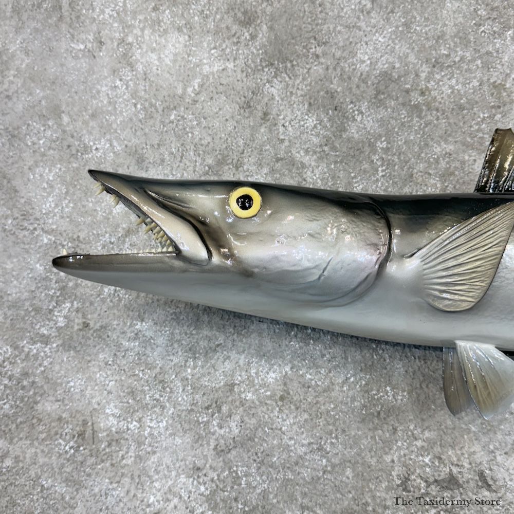 Barracuda Fish Mount For Sale #29806 @ The Taxidermy Store