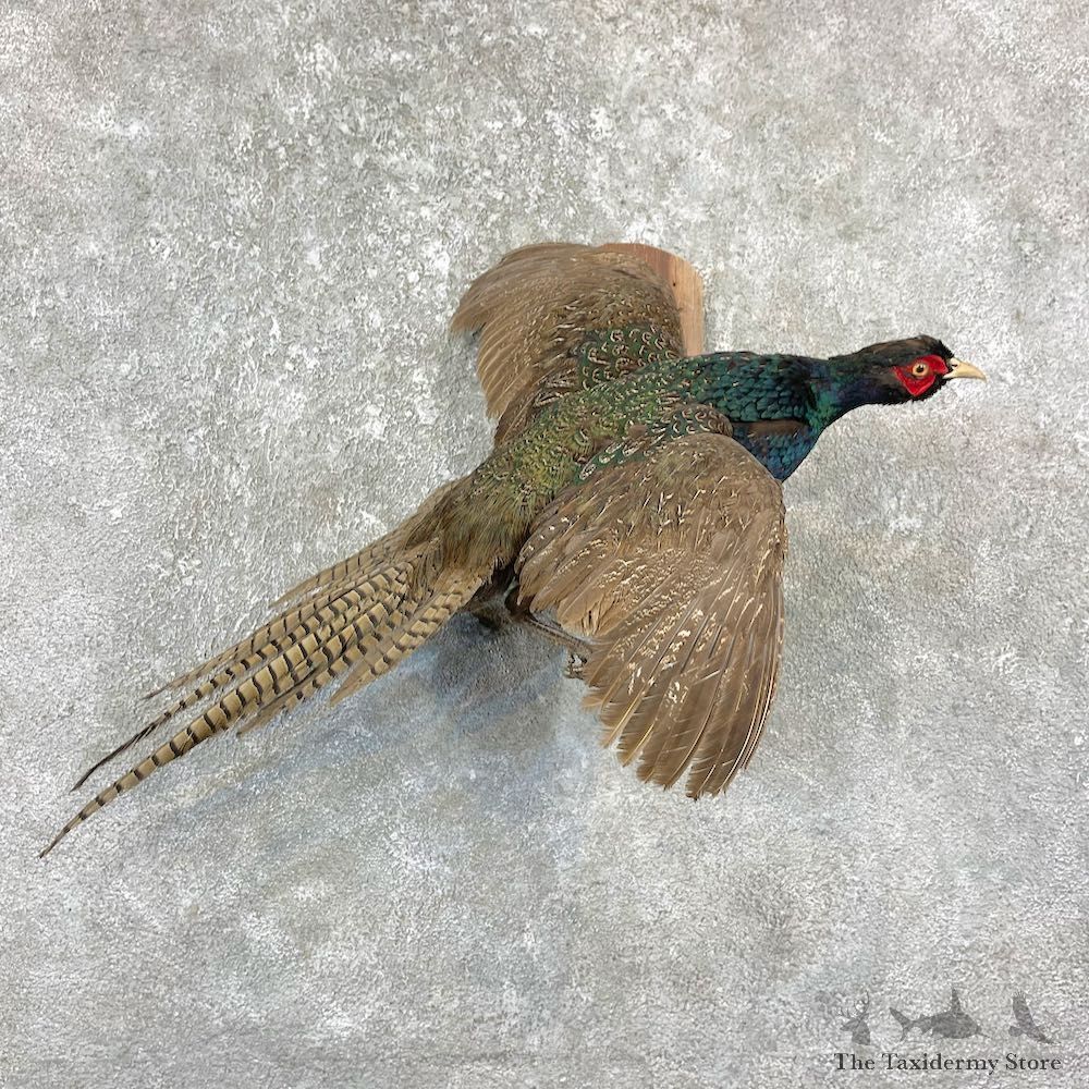 Green Pheasant Taxidermy Mount #20595 For Sale @ The Taxidermy Store