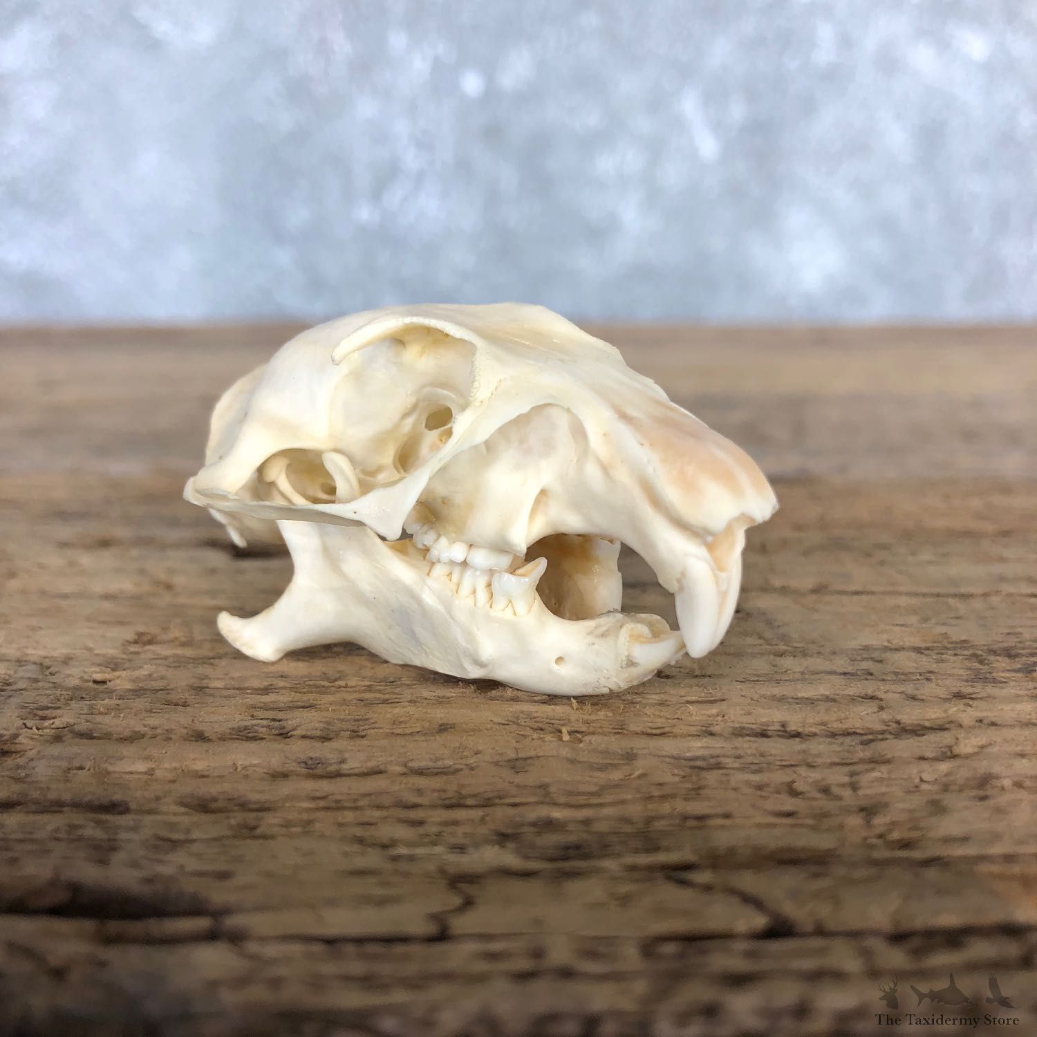 Prairie Dog Full Skull Taxidermy Mount #19832 For Sale @ The Taxidermy Store
