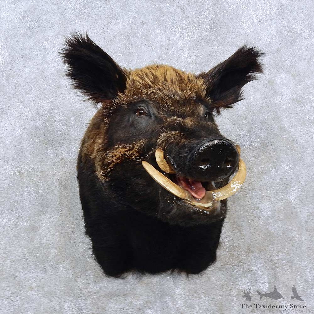 Giant Boar Shoulder Mount For Sale #15262 @ The Taxidermy Store
