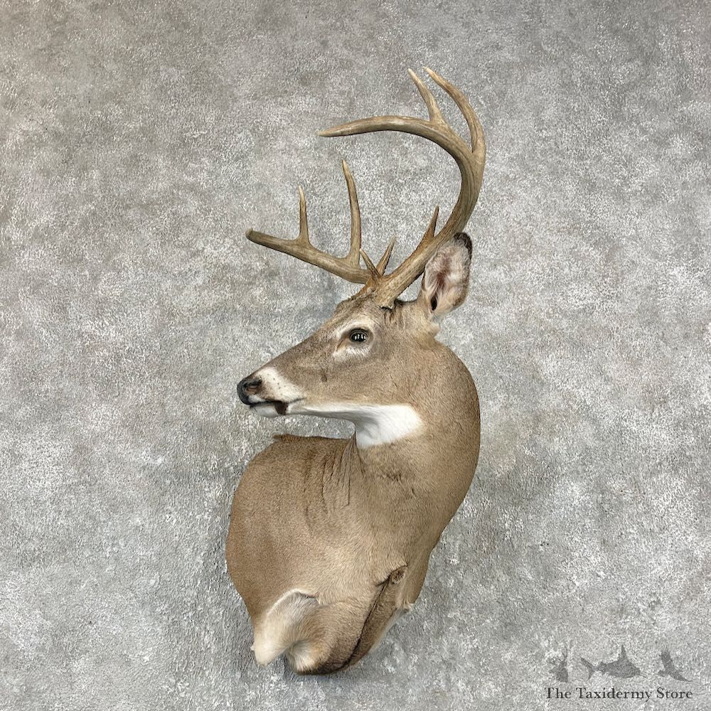 Whitetail Deer Shoulder Mount For Sale #26040 @ The Taxidermy Store