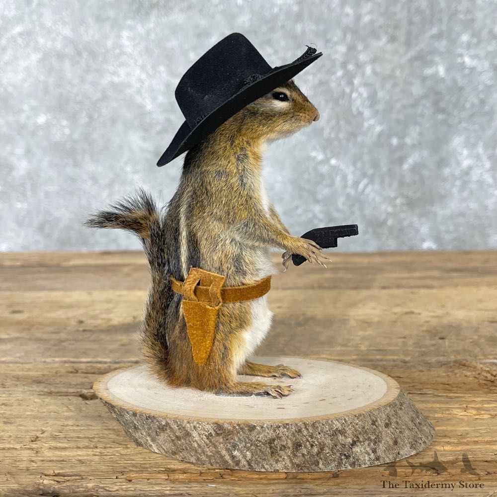 Cowboy Chipmunk Novelty Mount For Sale #24051 @ The Taxidermy Store