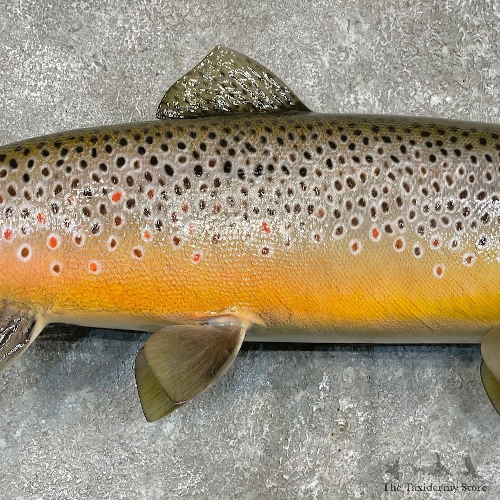 Brown Trout Fish Mount For Sale #27557 @ The Taxidermy Store