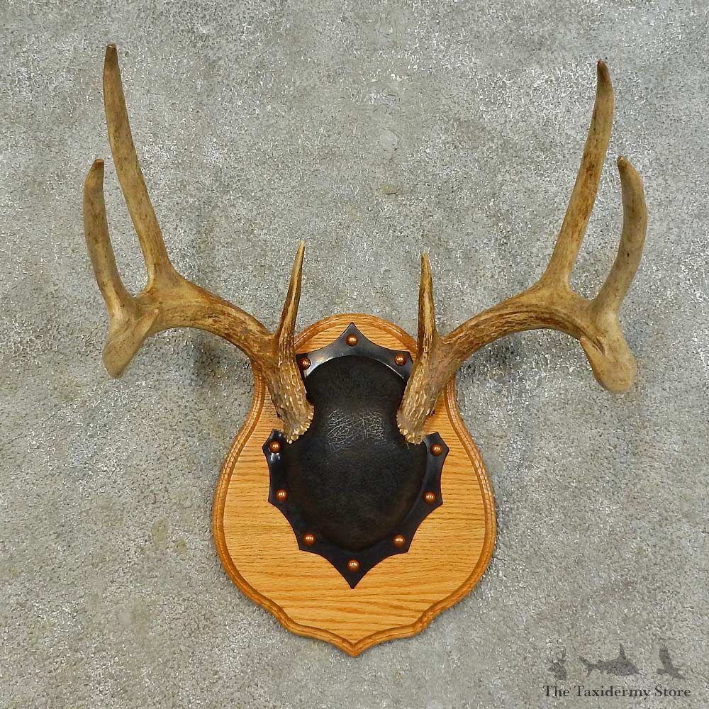 Whitetail Deer Antler Plaque Mount For Sale #16466 @ The Taxidermy Store
