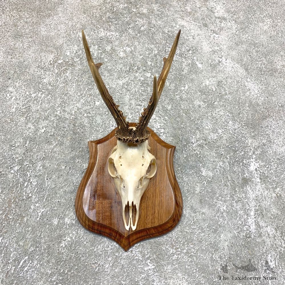 Roe Deer Skull Plaque Mount For Sale #23840 @ The Taxidermy Store