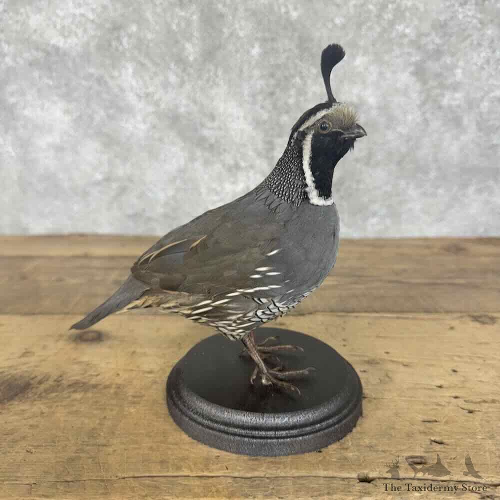 California Quail Bird Mount For Sale #30704 @ The Taxidermy Store