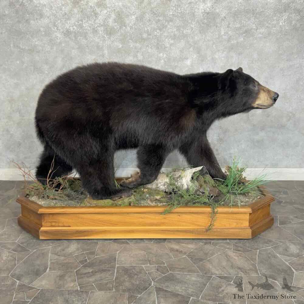 Black Bear Life Size Mount For Sale #31920 @ The Taxidermy Store