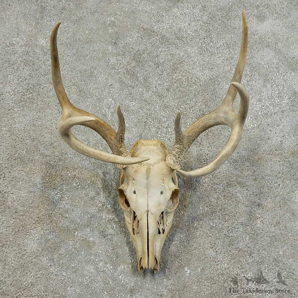 Whitetail Deer Skull European Mount For Sale #15977 @ The Taxidermy Store