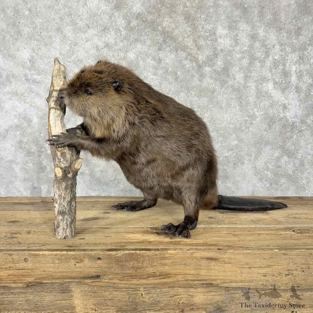 North American Beaver Mount For Sale #30823 @ The Taxidermy Store