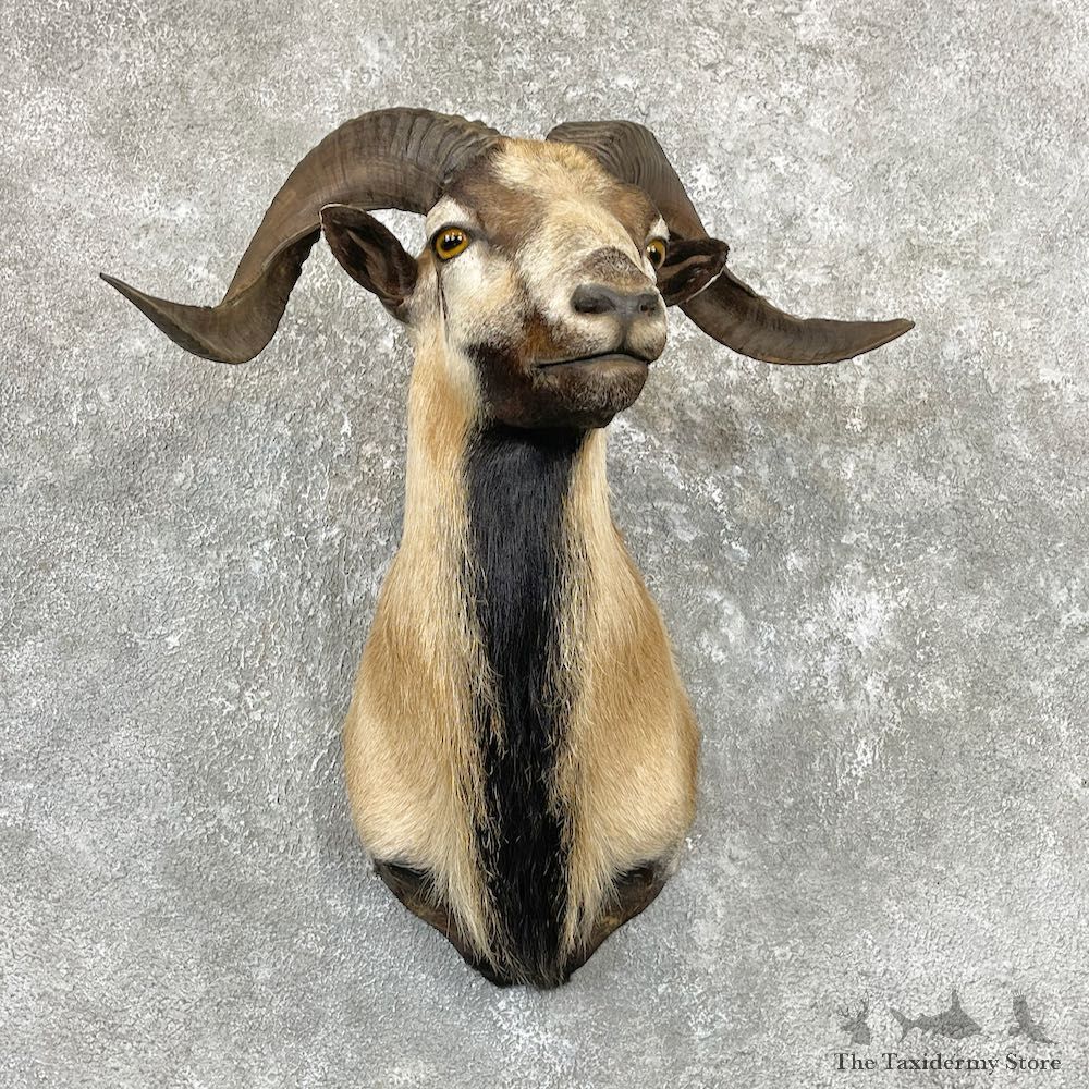 Corsican Ram Shoulder Mount For Sale #26714 @ The Taxidermy Store