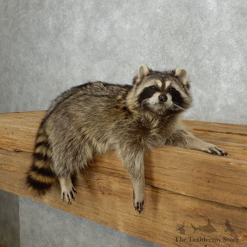 Wall-Hanging Raccoon Mount For Sale #18126 @ The Taxidermy Store