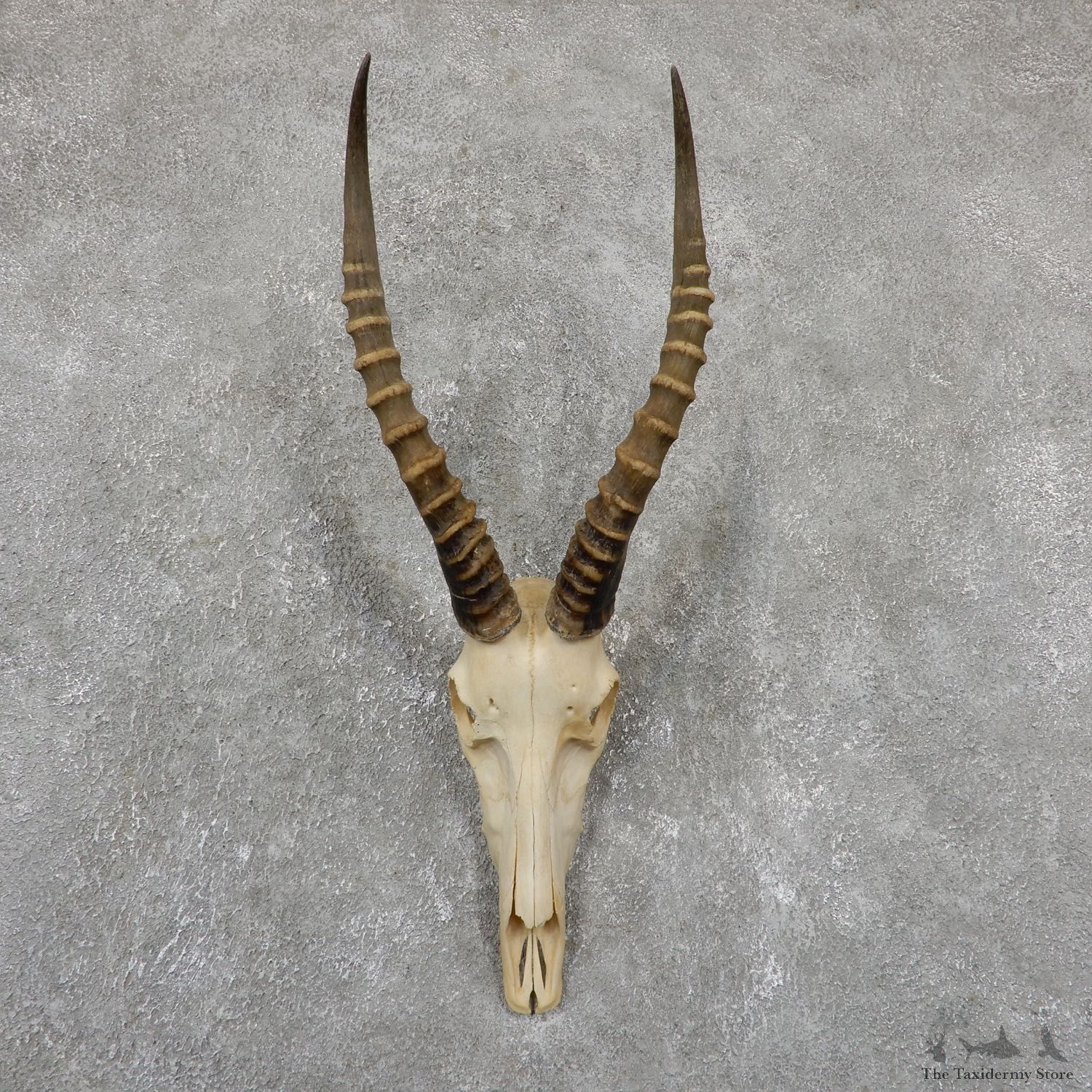 Blesbok Skull Horn European Mount For Sale #19518 @ The Taxidermy Store