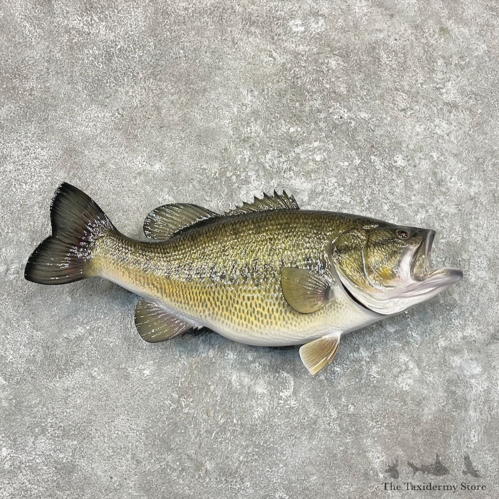 Largemouth Bass Fish Mount For Sale #27715 @ The Taxidermy Store