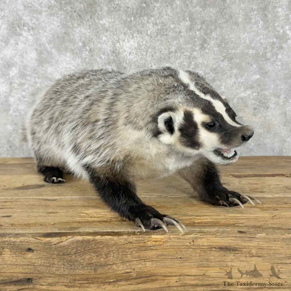 American Badger Life-Size Mount For Sale #30827 @ The Taxidermy Store