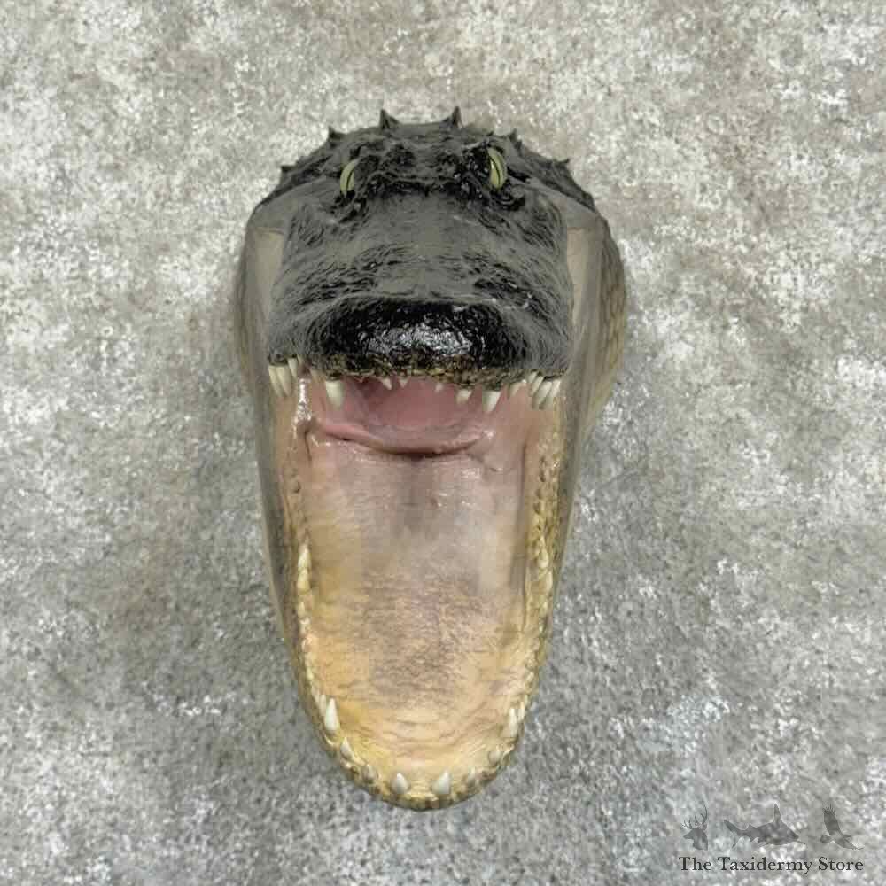 Alligator Head Mount For Sale #31361 @ The Taxidermy Store