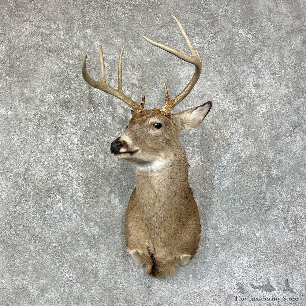 Whitetail Deer Shoulder Mount For Sale #25670 @ The Taxidermy Store
