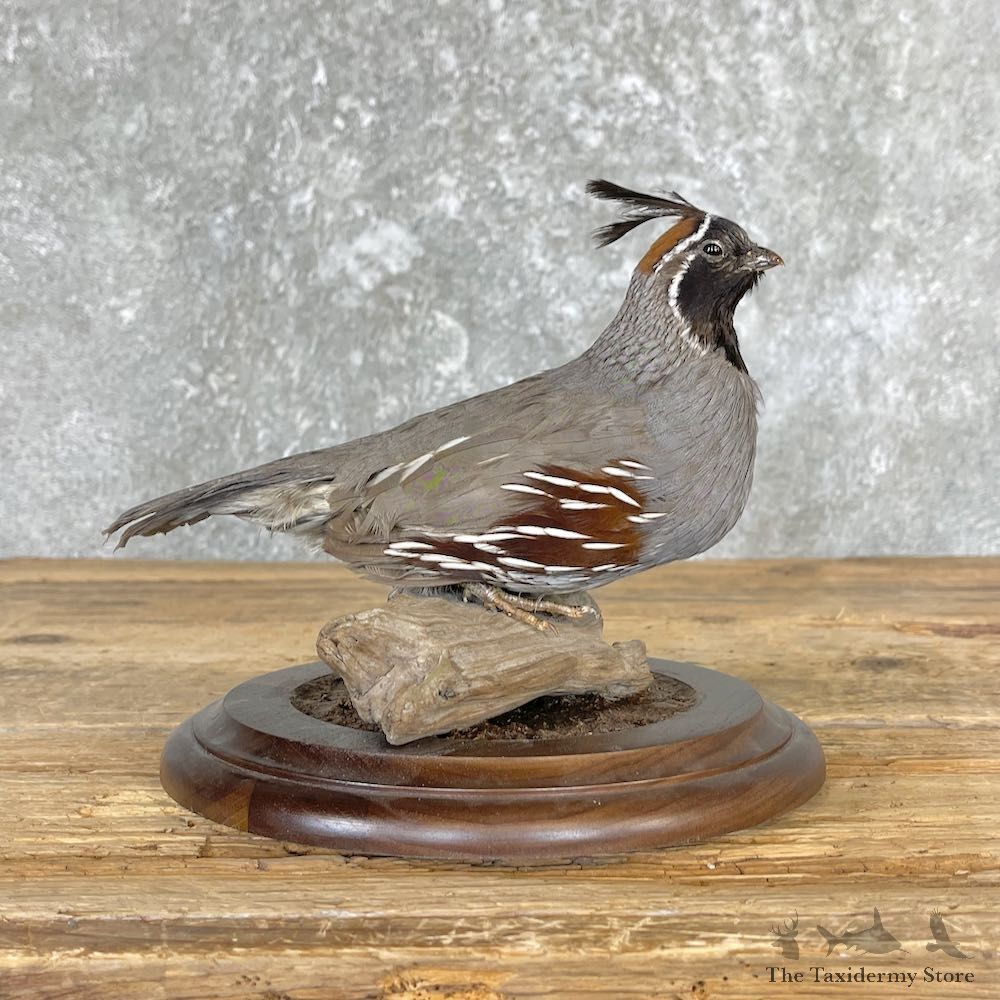 Gambel’s Quail Bird Mount For Sale #26676 @ The Taxidermy Store