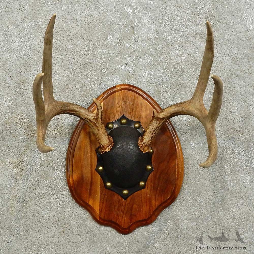 Whitetail Deer Antler Plaque Mount For Sale #15851 @ The Taxidermy Store